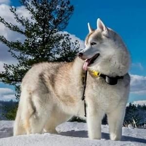 Meet your Posher, Ahmadeon